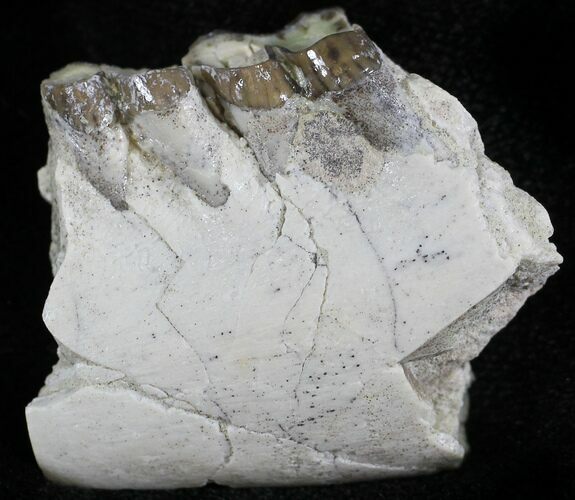 Oligocene Horse (Mesohippus) Jaw Section #25052